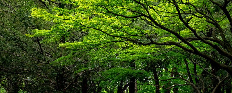 Le foreste del Giappone intrappolano nelle loro chiome circa 420 trilioni di microplastiche trasportate dall'aria all'anno. Foto: ajay_suresh CC BY 2.0 DEED Attribution 2.0 Generic