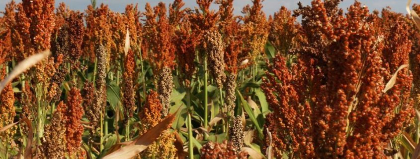 I microbi possono proteggere il sorgo dall’aggancio delle piante parassitarie. Foto: National Parks Gallery Public Domain Dedication
