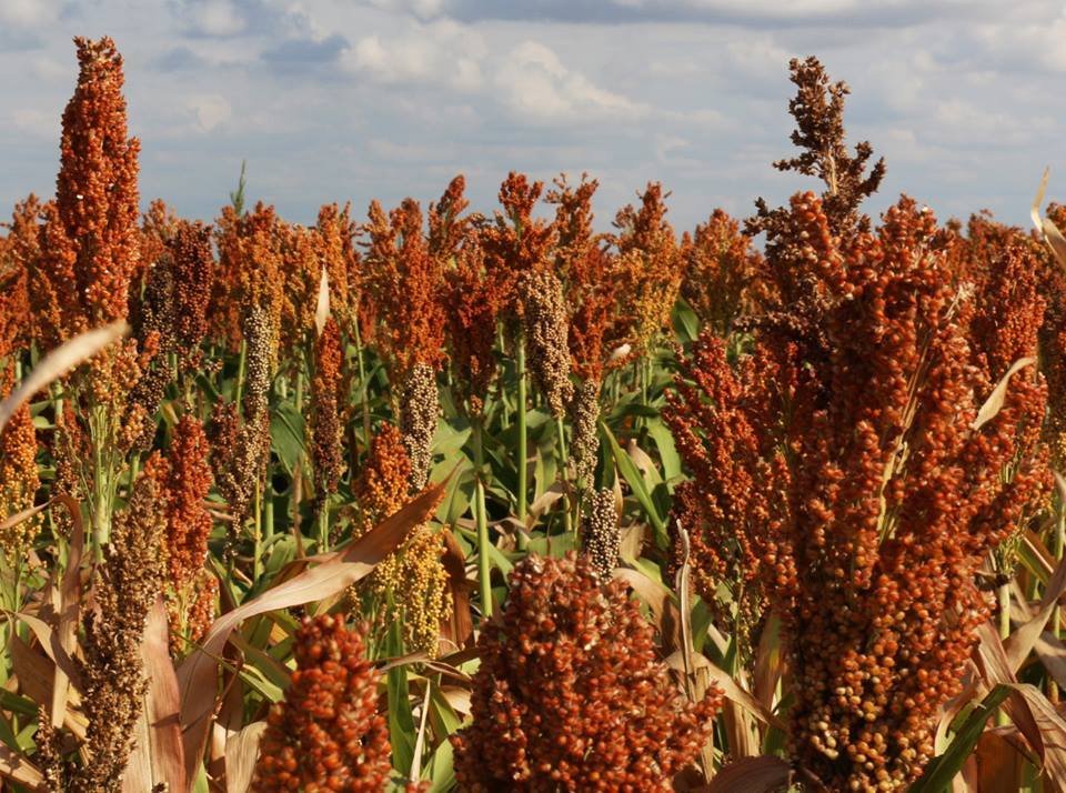 I microbi possono proteggere il sorgo dall’aggancio delle piante parassitarie. Foto: National Parks Gallery Public Domain Dedication