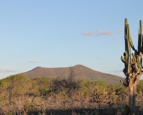 The study on microbes was based on an analysis of previous research conducted in the Caatinga forest in eastern Brazil. Photo: Cesar Coelho CC BY-SA 4.0 DEED Attribution-ShareAlike 4.0 International