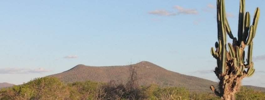 The study on microbes was based on an analysis of previous research conducted in the Caatinga forest in eastern Brazil. Photo: Cesar Coelho CC BY-SA 4.0 DEED Attribution-ShareAlike 4.0 International