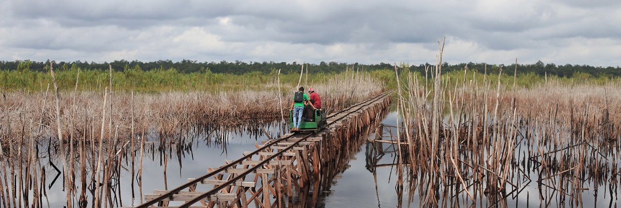 Degradation of peatlands generates 5% of anthropogenic emissions. Photo: Pixabay, Pixabay Licence