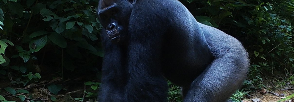 Uno dei grandi mammiferi fotografati dalla fototrappole posizionate nelle foreste certificate FSC in Congo. FONTE: © Joeri Zwerts Utrecht University.