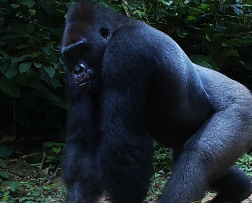 Uno dei grandi mammiferi fotografati dalla fototrappole posizionate nelle foreste certificate FSC in Congo. FONTE: © Joeri Zwerts Utrecht University.