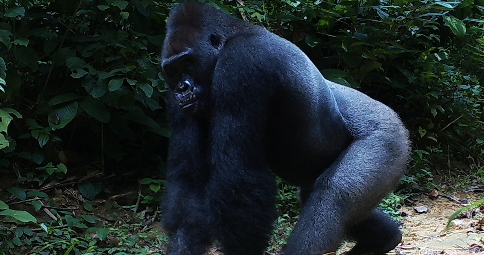 Uno dei grandi mammiferi fotografati dalla fototrappole posizionate nelle foreste certificate FSC in Congo. FONTE: © Joeri Zwerts Utrecht University.