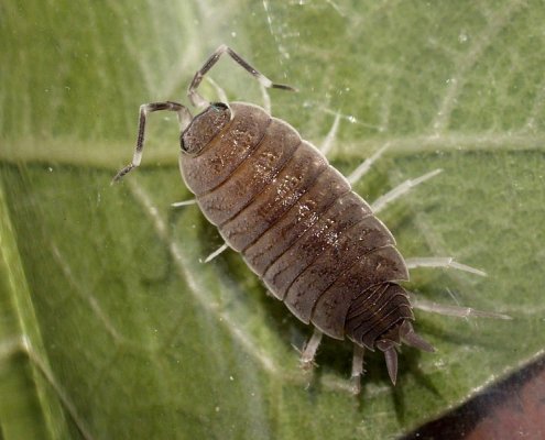 Spesso noti come "porcellini di terra", il Porcellionides pruinosus è un crostaceo dell'ordine degli Isopoda. FONTE: Ferran Turmo Gort via Flickr - CC BY-NC-ND 2.0 Deed