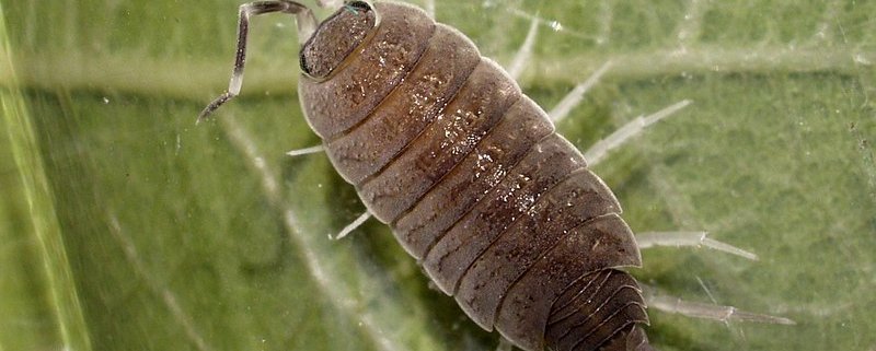 Spesso noti come "porcellini di terra", il Porcellionides pruinosus è un crostaceo dell'ordine degli Isopoda. FONTE: Ferran Turmo Gort via Flickr - CC BY-NC-ND 2.0 Deed