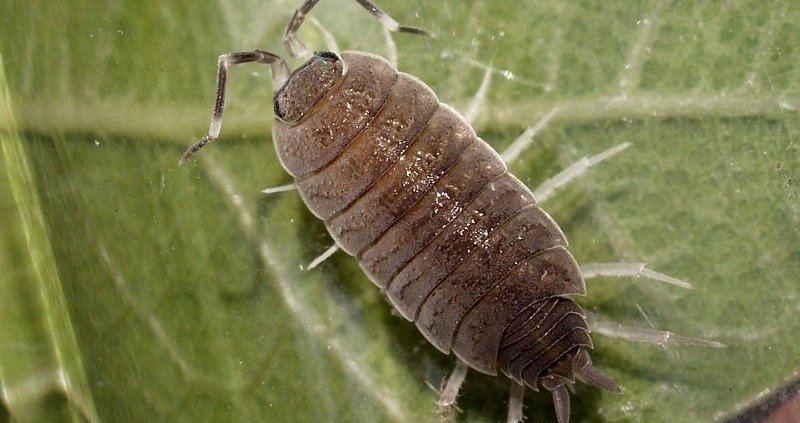Spesso noti come "porcellini di terra", il Porcellionides pruinosus è un crostaceo dell'ordine degli Isopoda. FONTE: Ferran Turmo Gort via Flickr - CC BY-NC-ND 2.0 Deed