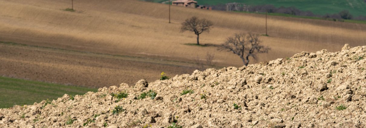 Il premio bandito dal CINSA si rivolge alle tesi che propongono soluzioni tech & digital a problematiche agronomiche e ambientali. FOTO: Matteo Berlenga.