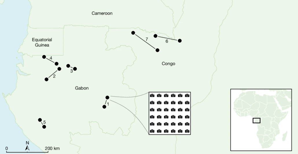 Le 14 concessioni forestali oggetto di indagine dell'università di Utrecht. In ogni concessione sono state installate da 28 a 36 telecamere in griglie sistematiche distanziate di 1 km. Numeri e linee indicano le coppie di concessioni certificate FSC e non FSC. FONTE: Zwerts, J.A., Sterck, E.H.M., Verweij, P.A. et al. FSC-certified forest management benefits large mammals compared to non-FSC. Nature 628, 563–568 (2024). https://doi.org/10.1038/s41586-024-07257-8
