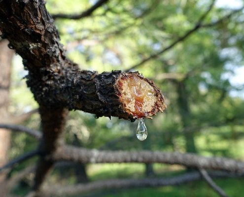 L'acqua che non evapora prima attraversa le chiome e trasporta i nutrimenti fino al terreno attraverso foglie e rami oppure lungo i fusti. Foto: Stuart Rankin CC BY-NC 2.0 DEED Attribution-NonCommercial 2.0 Generic