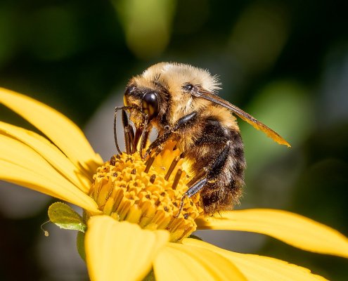 Bees, both domestic and wild, play a crucial role in pollinating 70 percent of the Planet's plant species and contribute 35 percent of global food production. Photo: Rhododendrites CC BY-SA 4.0 DEED Attribution-ShareAlike 4.0 International