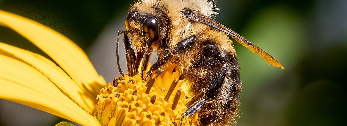 Le api, sia domestiche che selvatiche, svolgono un ruolo cruciale nell’impollinazione del 70% delle specie vegetali del Pianeta e contribuiscono al 35% della produzione alimentare globale. Foto: Rhododendrites CC BY-SA 4.0 DEED Attribution-ShareAlike 4.0 International