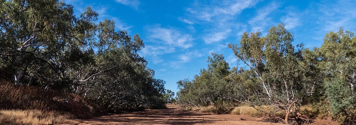 The reviewed projects affect 3.4 million hectares of land in the interior drylands of Queensland, New South Wales and Western Australia where forest cover has increased by just 0.8 percent. Photo: John Robert McPherson CC BY-SA 4.0 DEED Attribution-ShareAlike 4.0 International