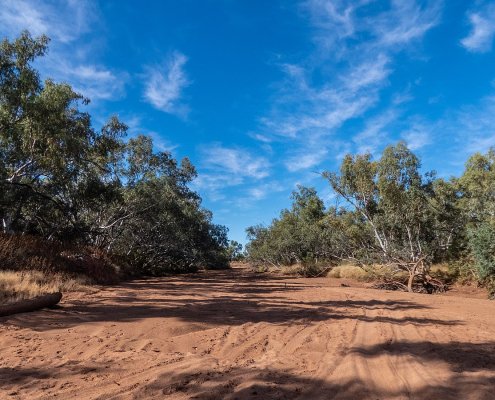 The reviewed projects affect 3.4 million hectares of land in the interior drylands of Queensland, New South Wales and Western Australia where forest cover has increased by just 0.8 percent. Photo: John Robert McPherson CC BY-SA 4.0 DEED Attribution-ShareAlike 4.0 International
