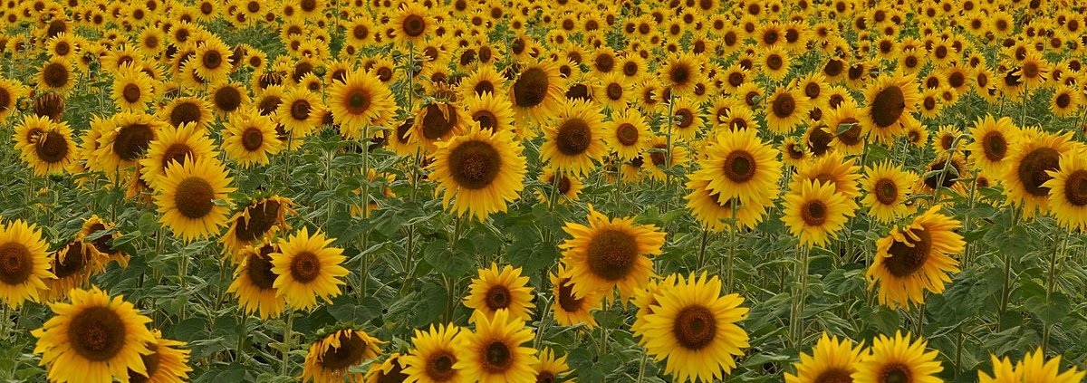 Some sunflower varieties have genetically adapted to increase the number of disease-fighting microbes in the soil. Photo: T. R. Shankar Raman CC BY-SA 4.0 DEED Attribution-ShareAlike 4.0 International