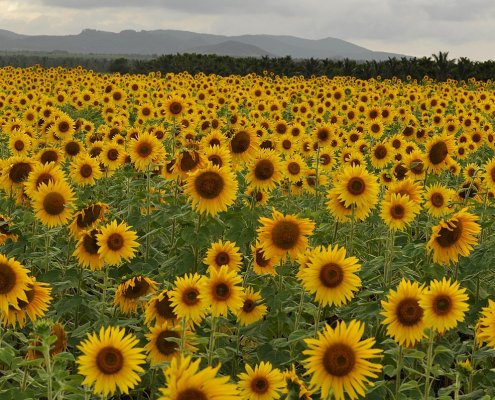 Alcune varietà di girasole si sono adattate geneticamente per accrescere il numero di microbi utili al contrasto delle malattie nel terreno. Foto: T. R. Shankar Raman CC BY-SA 4.0 DEED Attribution-ShareAlike 4.0 International