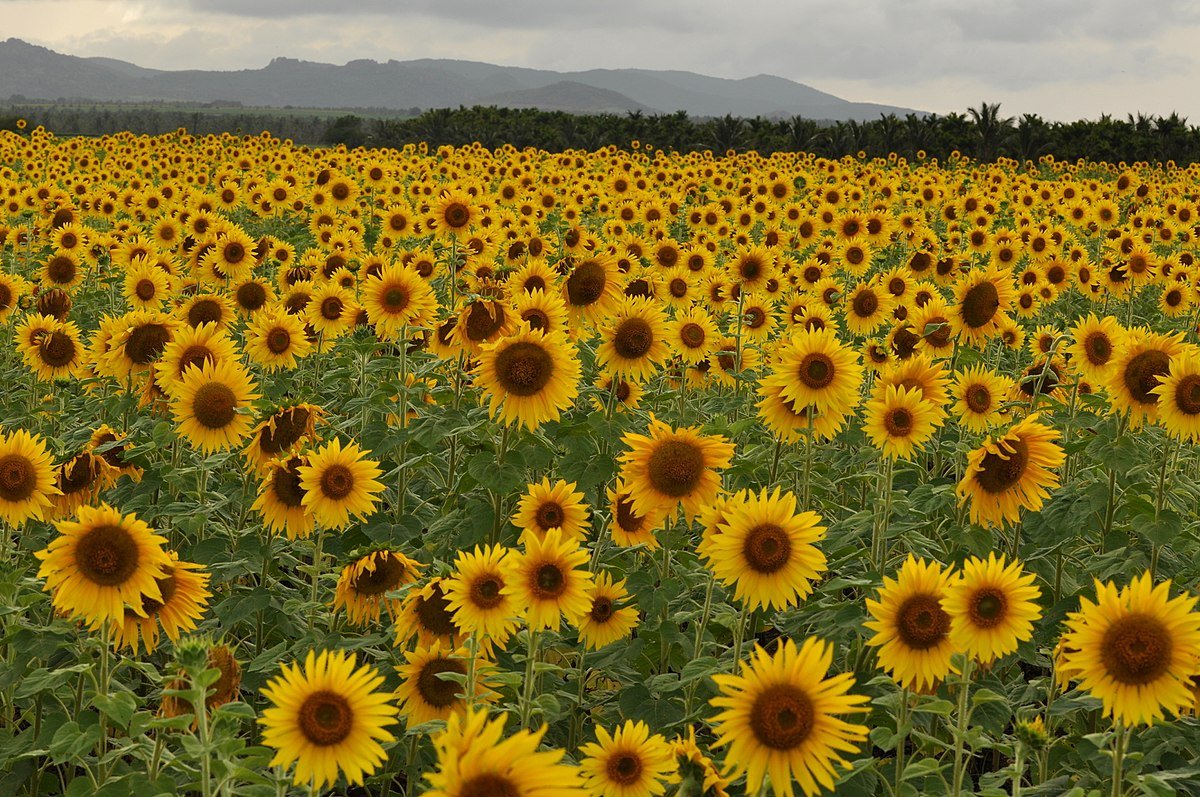 Alcune varietà di girasole si sono adattate geneticamente per accrescere il numero di microbi utili al contrasto delle malattie nel terreno. Foto: T. R. Shankar Raman CC BY-SA 4.0 DEED Attribution-ShareAlike 4.0 International