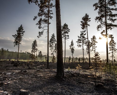 Negli ultimi decenni la frequenza e l'impatto degli incendi sono aumentati, modificando la composizione organica e inorganica del suolo © European Union (photo by Pavel Koubek) CC BY-NC-ND 2.0 DEED Attribution-NonCommercial-NoDerivs 2.0 Generic