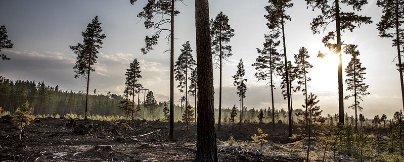 Negli ultimi decenni la frequenza e l'impatto degli incendi sono aumentati, modificando la composizione organica e inorganica del suolo © European Union (photo by Pavel Koubek) CC BY-NC-ND 2.0 DEED Attribution-NonCommercial-NoDerivs 2.0 Generic