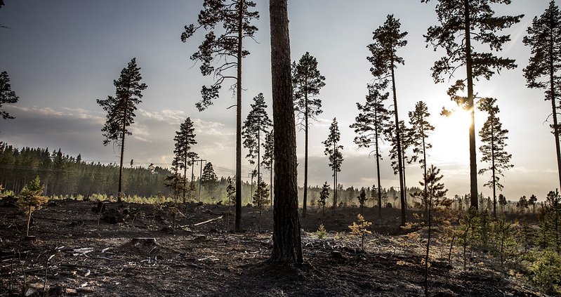 Negli ultimi decenni la frequenza e l'impatto degli incendi sono aumentati, modificando la composizione organica e inorganica del suolo © European Union (photo by Pavel Koubek) CC BY-NC-ND 2.0 DEED Attribution-NonCommercial-NoDerivs 2.0 Generic