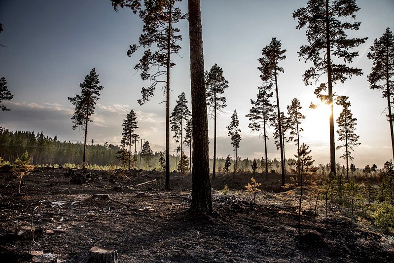 Negli ultimi decenni la frequenza e l'impatto degli incendi sono aumentati, modificando la composizione organica e inorganica del suolo © European Union (photo by Pavel Koubek) CC BY-NC-ND 2.0 DEED Attribution-NonCommercial-NoDerivs 2.0 Generic