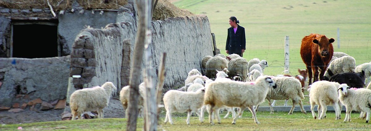 According to the United Nations, degradation affects up to 50 percent of the Planet's rangelands. Photo: ILRI/Stevie Mann CC BY 2.0 DEED Attribution 2.0 Generic