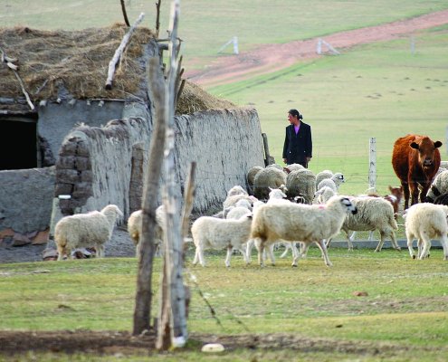 According to the United Nations, degradation affects up to 50 percent of the Planet's rangelands. Photo: ILRI/Stevie Mann CC BY 2.0 DEED Attribution 2.0 Generic
