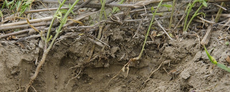 Root decomposition promotes carbon release in the atmosphere. Photo: United States Department of Agriculture PDM 1.0 DEED Public Domain Mark 1.0 Universal