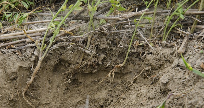 Root decomposition promotes carbon release in the atmosphere. Photo: United States Department of Agriculture PDM 1.0 DEED Public Domain Mark 1.0 Universal