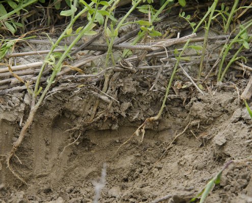 La decomposizione delle radici favorisce il rilascio del carbonio. Foto: United States Department of Agriculture PDM 1.0 DEED Public Domain Mark 1.0 Universal