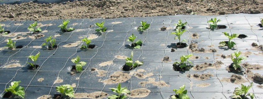 Secondo lo studio dell'università Cattolica, le microplastiche sono portate nel suolo principalmente dal loro uso durante le attività agricole (come nei teli pacciamanti non compostabili), o contaminando acque d'irrigazione, compost e fanghi. FOTO: F. Kesselring, FKuR Willich CC 3.0