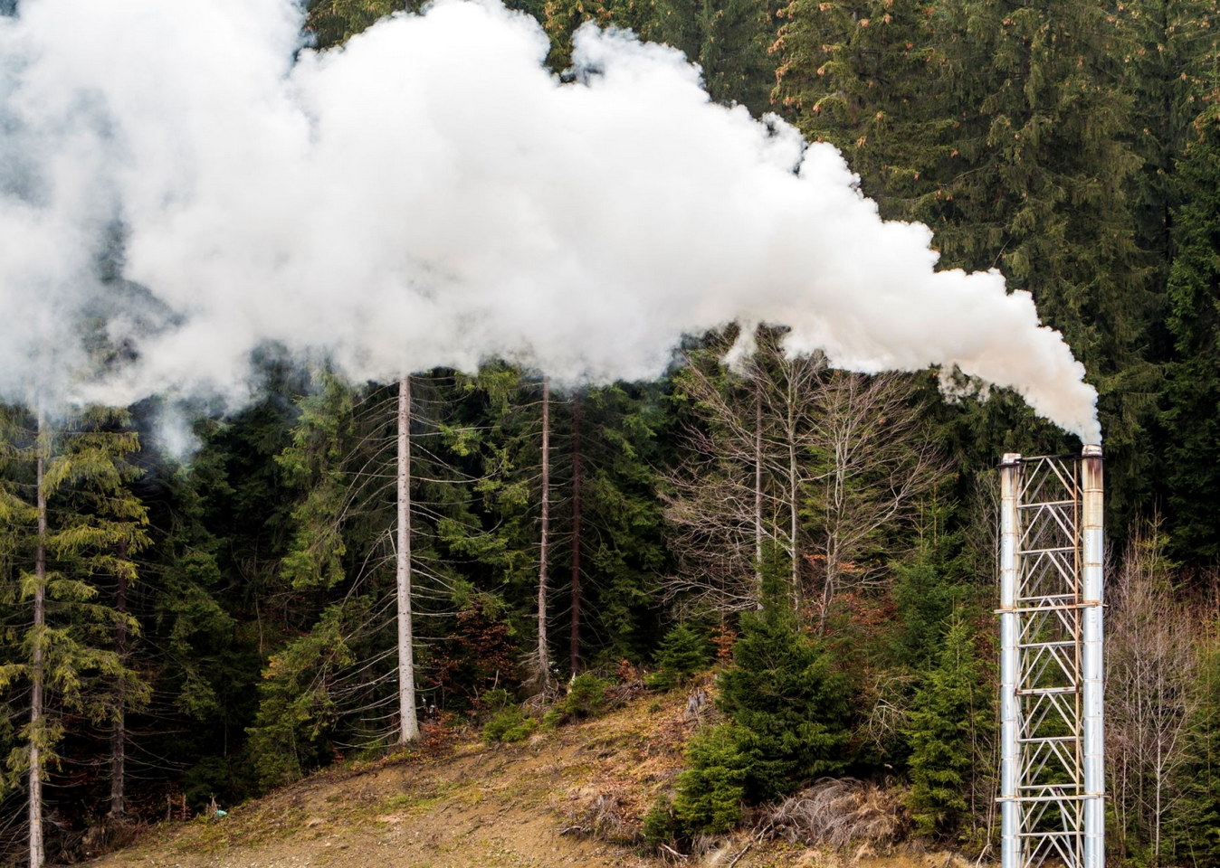 I crediti di carbonio acquistati sul mercato permettono alle aziende di raggiungere i propri obiettivi climatici. FOTO: Envato.