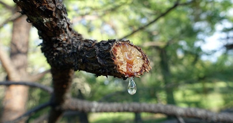 Water that does not evaporate first passes through the canopies and carries nutrients to the soil through leaves and branches or along the stems. Photo: Stuart Rankin CC BY-NC 2.0 DEED Attribution-NonCommercial 2.0 Generic
