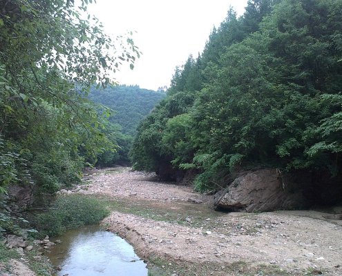 Nelle foreste di larici e latifoglie la deposizione di azoto non impatta in modo significativo sulla chimica del terreno. Foto: olive jion ATTRIBUTION-SHAREALIKE 3.0 UNPORTED CC BY-SA 3.0 Deed