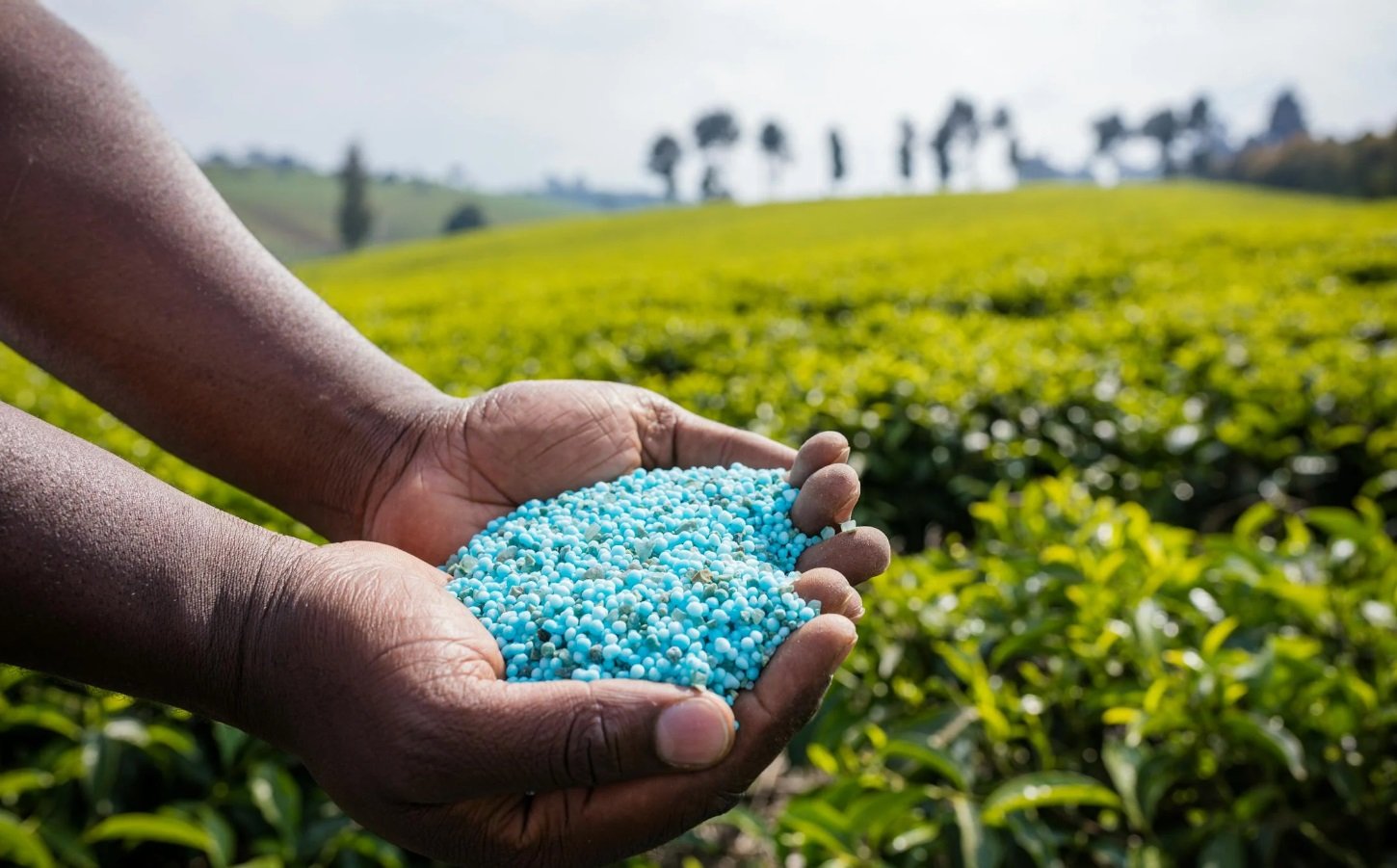 I fertilizzanti a base di fosfati minerali evidenziano la presenza di metalli tossici, un fenomeno diffuso in tutto il mondo. Foto: Antony Trivet, Pexels.com All photos and videos on Pexels can be downloaded and used for free