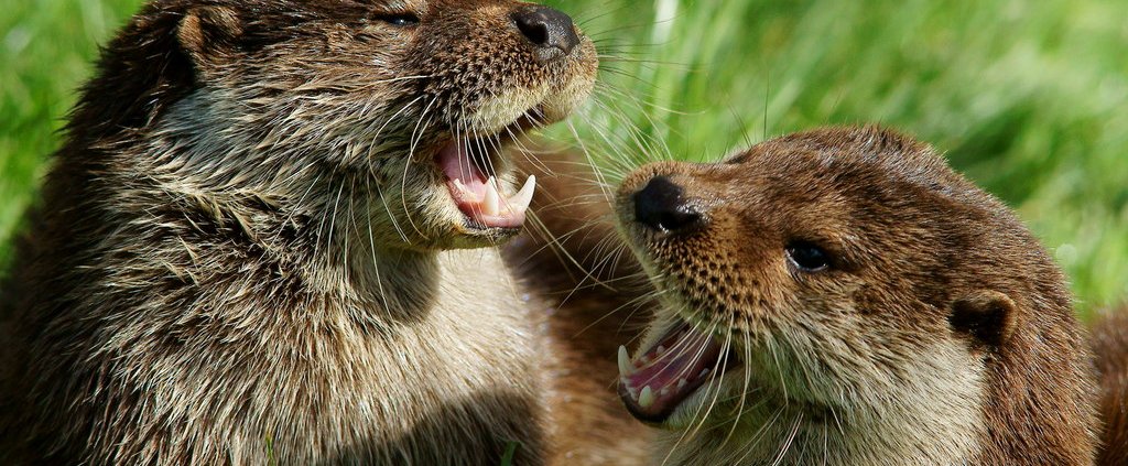 PFAS contamination hits British otters. © Copyright Peter Trimming ATTRIBUTION-SHAREALIKE 2.0 GENERIC CC BY-SA 2.0 Deed