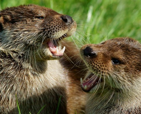 PFAS contamination hits British otters. © Copyright Peter Trimming ATTRIBUTION-SHAREALIKE 2.0 GENERIC CC BY-SA 2.0 Deed