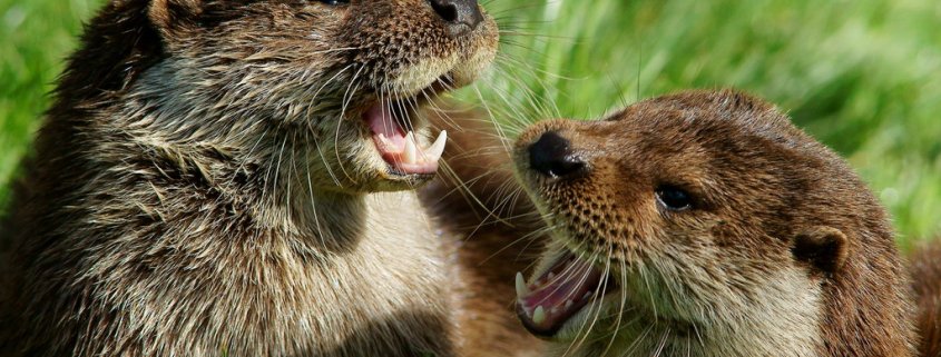 PFAS contamination hits British otters. © Copyright Peter Trimming ATTRIBUTION-SHAREALIKE 2.0 GENERIC CC BY-SA 2.0 Deed