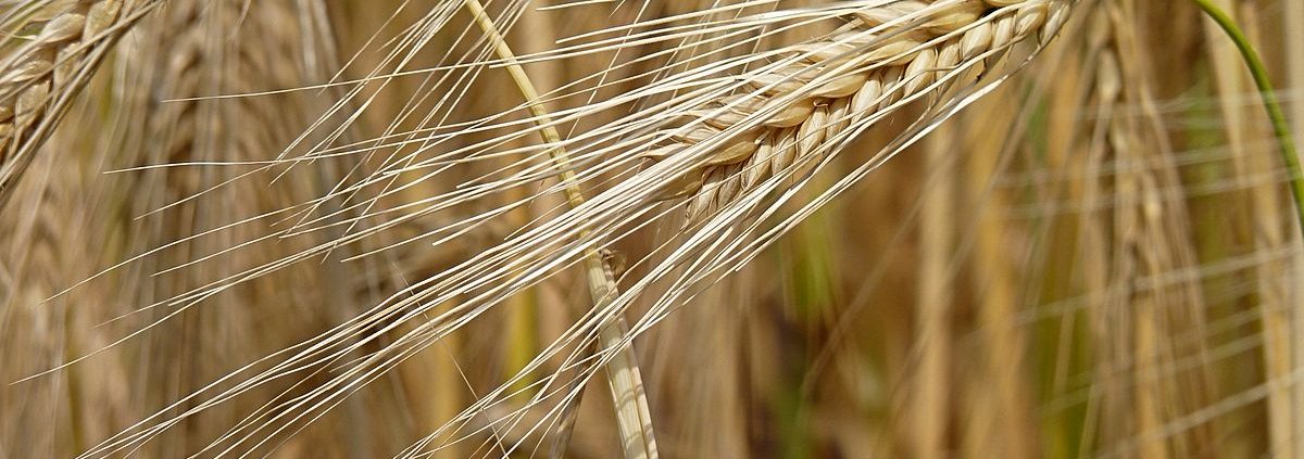 The allele frequency of organic barley plants changes over the years favouring their adaptability. Photo: Jamain ATTRIBUTION-SHAREALIKE 3.0 UNPORTED CC BY-SA 3.0 Deed