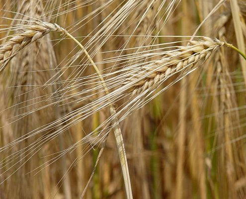 La frequenza degli alleli delle piante di orzo bio cambia negli anni favorendo la capacità di adattamento di queste ultime. Foto: Jamain ATTRIBUTION-SHAREALIKE 3.0 UNPORTED CC BY-SA 3.0 Deed