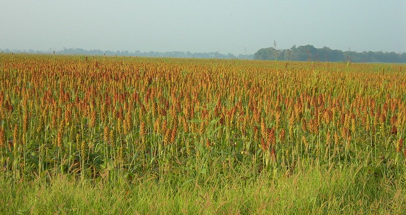 A cereal field in Arkansas. The forecasting model developed by the US university is claimed to be able to halve the time required for the overall soil analysis. Photo: Jimmy Emerson ATTRIBUTION-NONCOMMERCIAL-NODERIVS 2.0 GENERIC CC BY-NC-ND 2.0 Deed