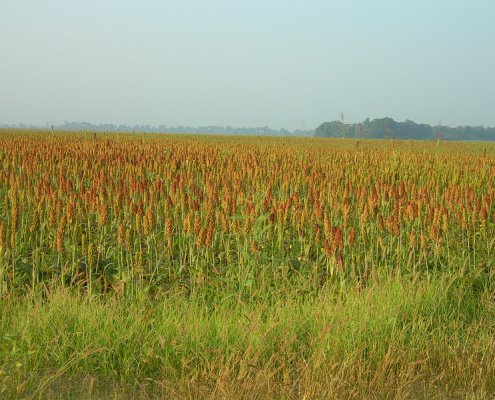 Un campo di cereali in Arkansas. Il modello di previsione elaborato dall'ateneo USA sarebbe in grado di dimezzare i tempi di esecuzione dell’analisi complessiva del suolo. Foto: Jimmy Emerson ATTRIBUTION-NONCOMMERCIAL-NODERIVS 2.0 GENERIC CC BY-NC-ND 2.0 Deed