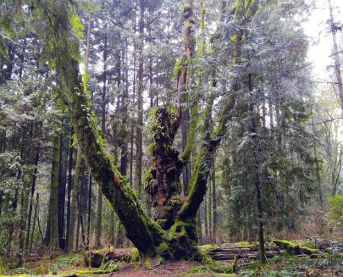 Lo "stato delle foreste nel mondo 2024" è stato pubblicato nel corso della 27a sessione del Comitato forestale (COFO) della FAO. FOTO: Jennifer C. via Flickr CC 2.0