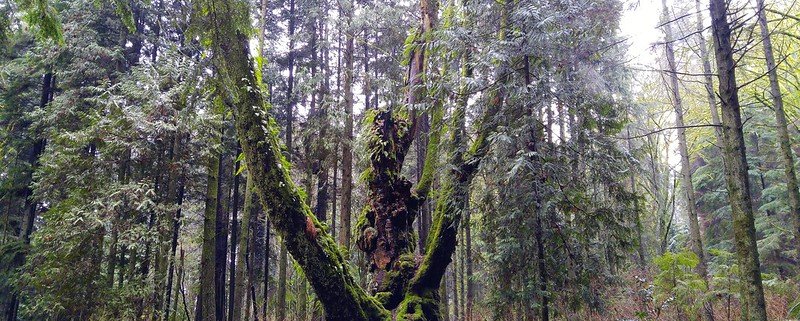 Lo "stato delle foreste nel mondo 2024" è stato pubblicato nel corso della 27a sessione del Comitato forestale (COFO) della FAO. FOTO: Jennifer C. via Flickr CC 2.0