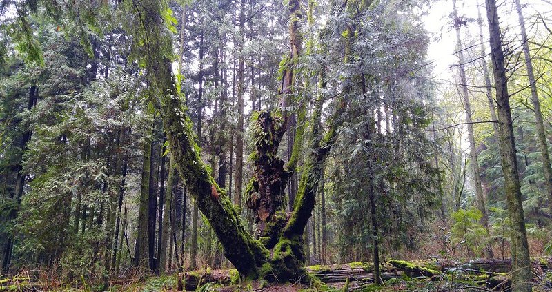 Lo "stato delle foreste nel mondo 2024" è stato pubblicato nel corso della 27a sessione del Comitato forestale (COFO) della FAO. FOTO: Jennifer C. via Flickr CC 2.0