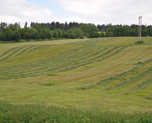In Norvegia il fosforo ha un ruolo centrale nell’agricoltura e nell’acquacoltura nazionale. Foto: Tjukka2 ATTRIBUTION-NONCOMMERCIAL-SHAREALIKE 2.0 GENERIC CC BY-NC-SA 2.0 Deed