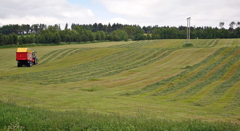 In Norvegia il fosforo ha un ruolo centrale nell’agricoltura e nell’acquacoltura nazionale. Foto: Tjukka2 ATTRIBUTION-NONCOMMERCIAL-SHAREALIKE 2.0 GENERIC CC BY-NC-SA 2.0 Deed