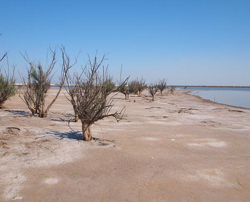 Nel mondo i suoli salini e sodici rilevati come tali fino a un metro di profondità si estendono per 833 milioni di ettari. Foto: Rheins ATTRIBUTION 3.0 UNPORTED CC BY 3.0 Deed