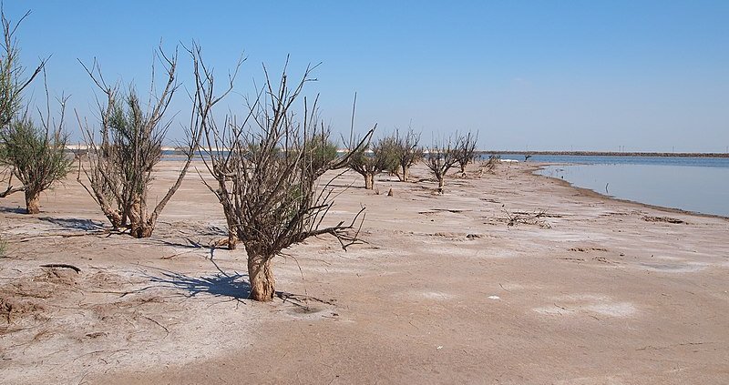 Nel mondo i suoli salini e sodici rilevati come tali fino a un metro di profondità si estendono per 833 milioni di ettari. Foto: Rheins ATTRIBUTION 3.0 UNPORTED CC BY 3.0 Deed